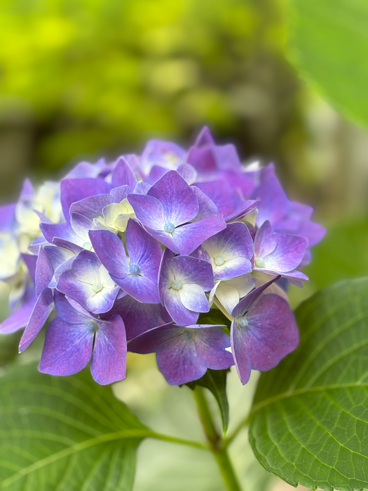 西陣だより 6月(1)アジサイ