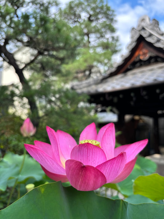 西陣だより 7月(1) ハス
