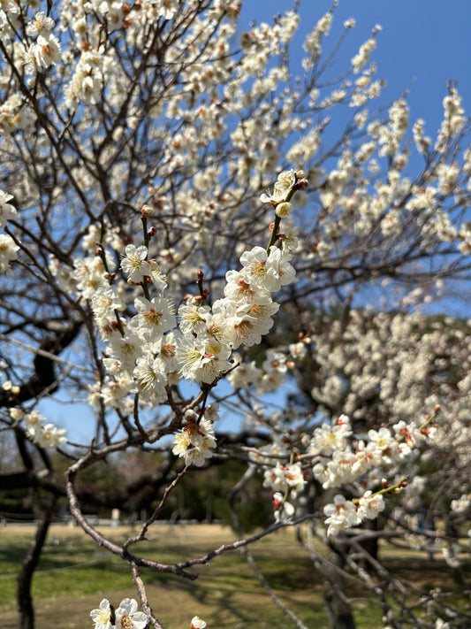 2025年  西陣花だより (3月)御所の梅