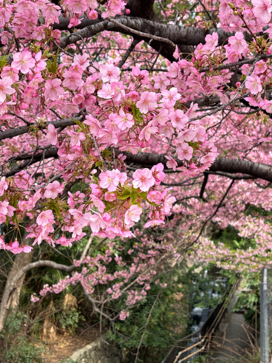 2025年 西陣花便り3月(2)