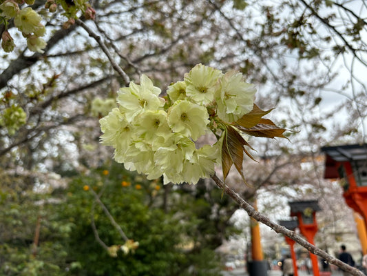 西陣だより 4月(2)鬱金桜