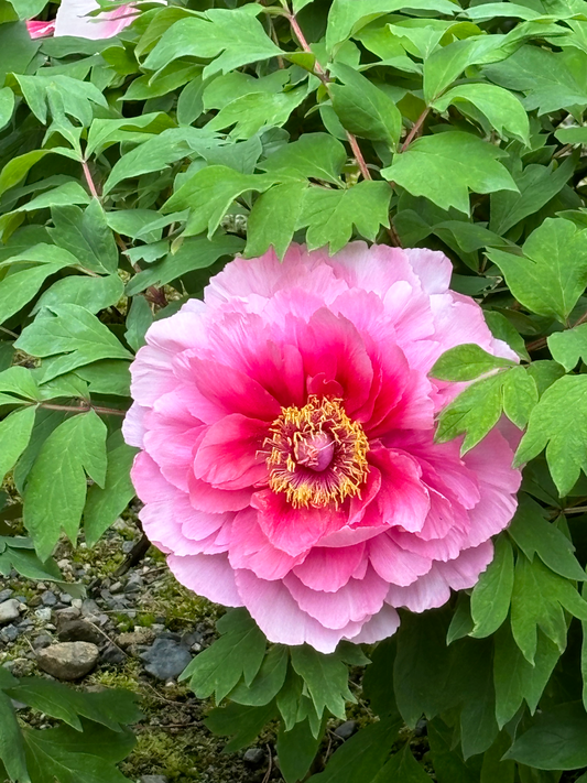 西陣だより 4月(4)ぼたん
