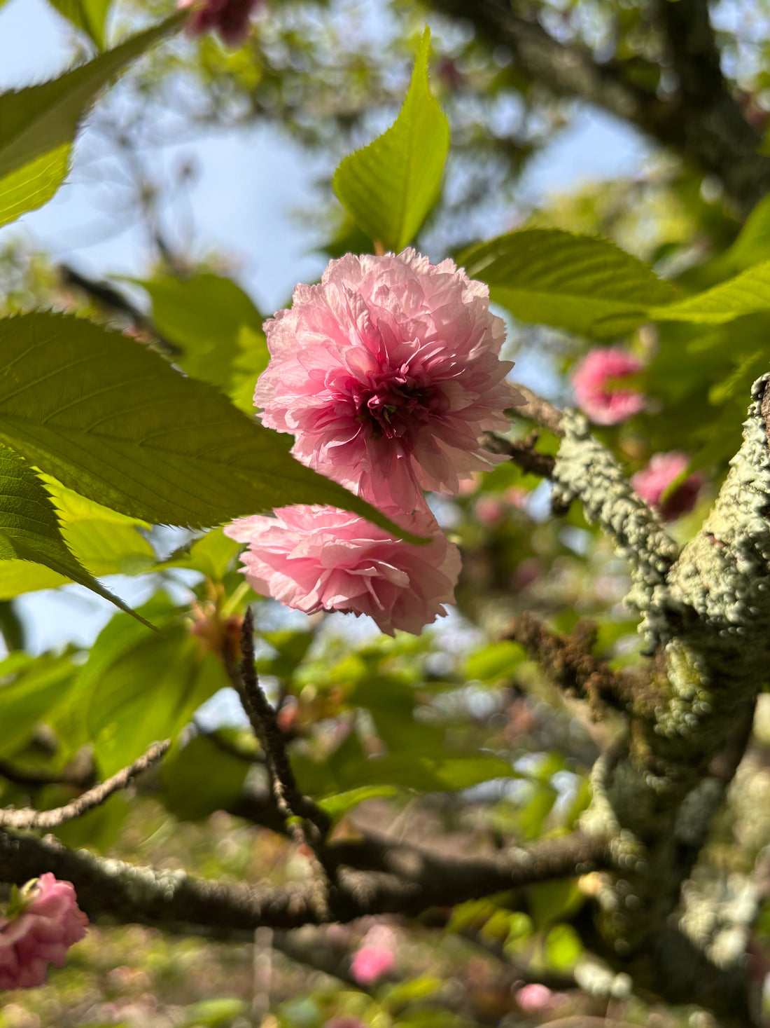 西陣　どんな場所？（3）:見どころ　桜　（３月下旬から４月中旬）
