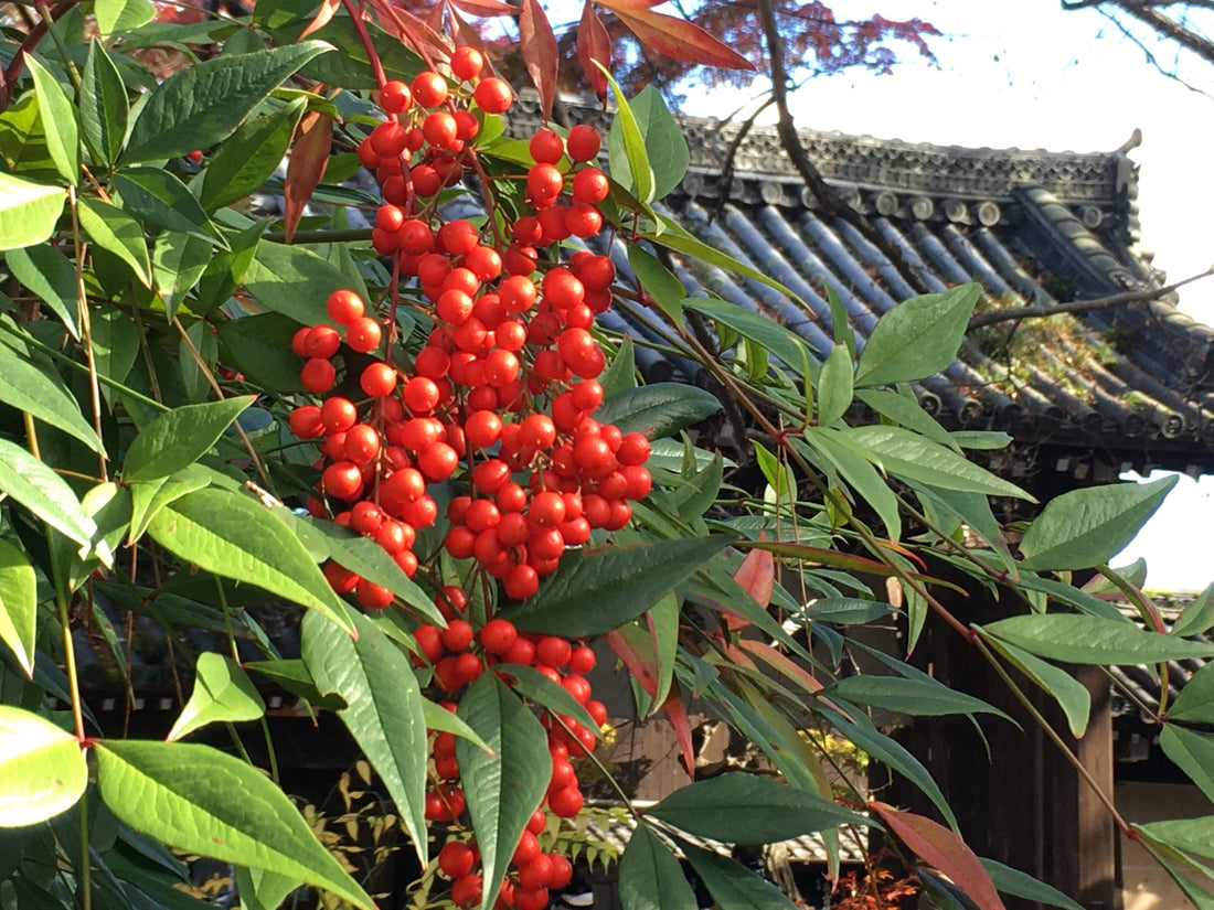 お久しぶりでございます。