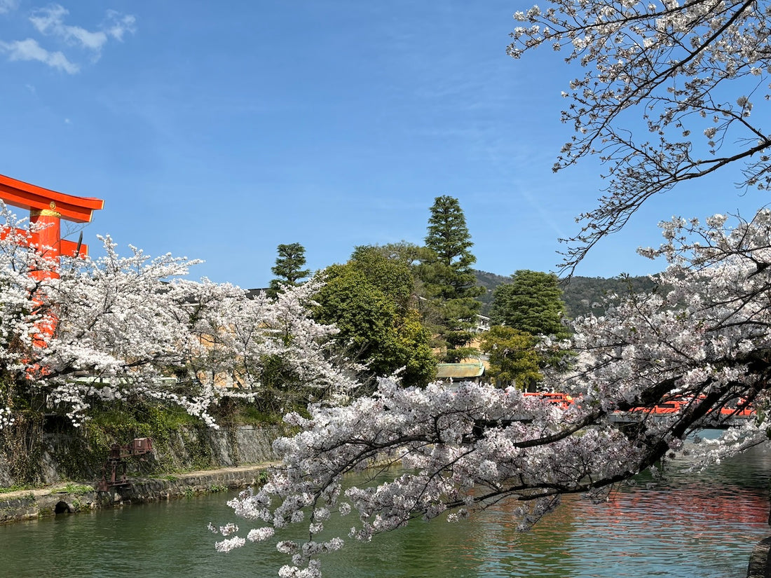 西陣だより　4月（１）京都の桜