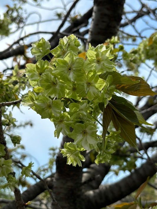 西陣だより　4月（３）御衣黄桜